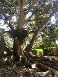 Medicine’s Roots: Through the Banyan Trees by Emily Klosterman